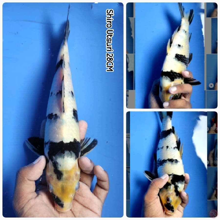 Shiro 28CM
