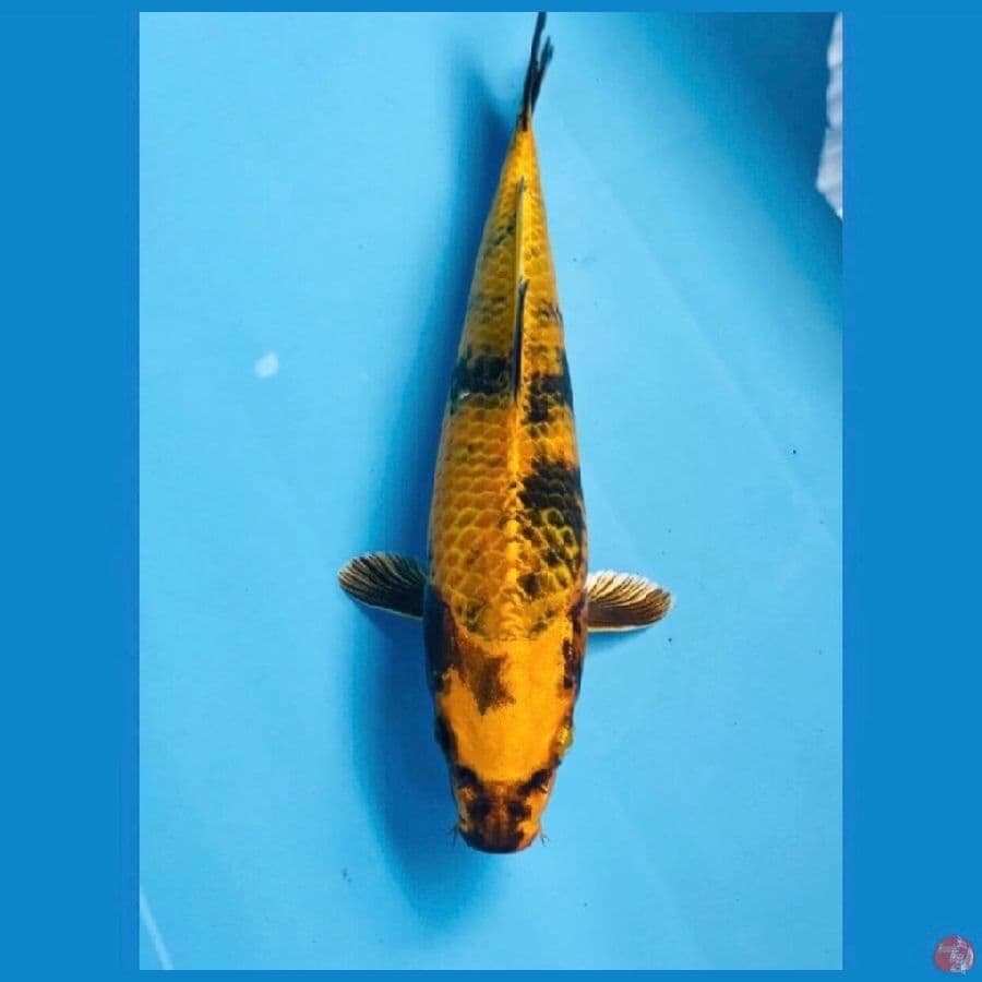 hikari utsuri, 25 cm