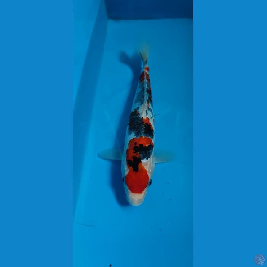 26 cm