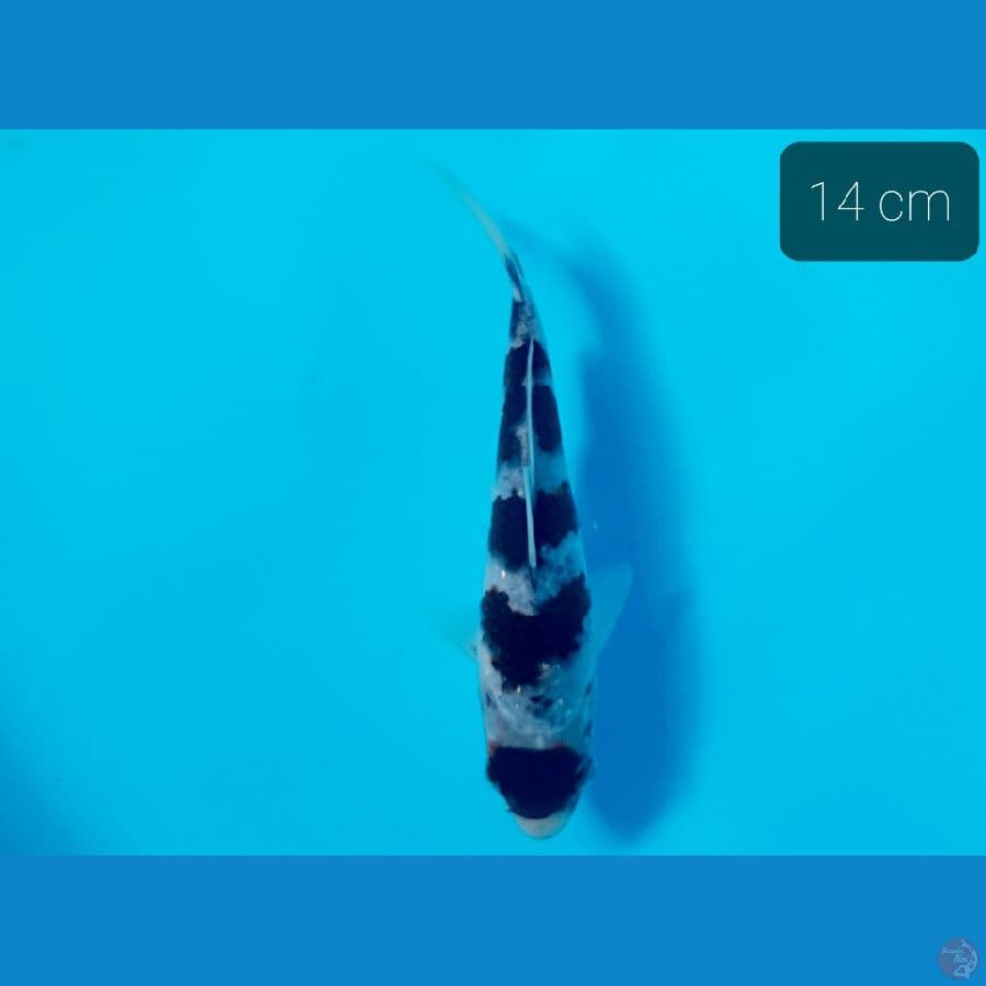 maruten 13 cm