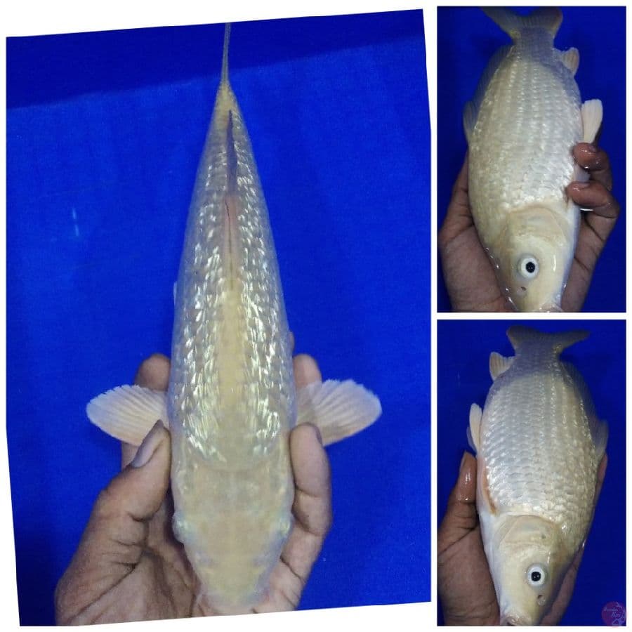 _sbt01_ soragoi ginrin punuk 30cm/ml