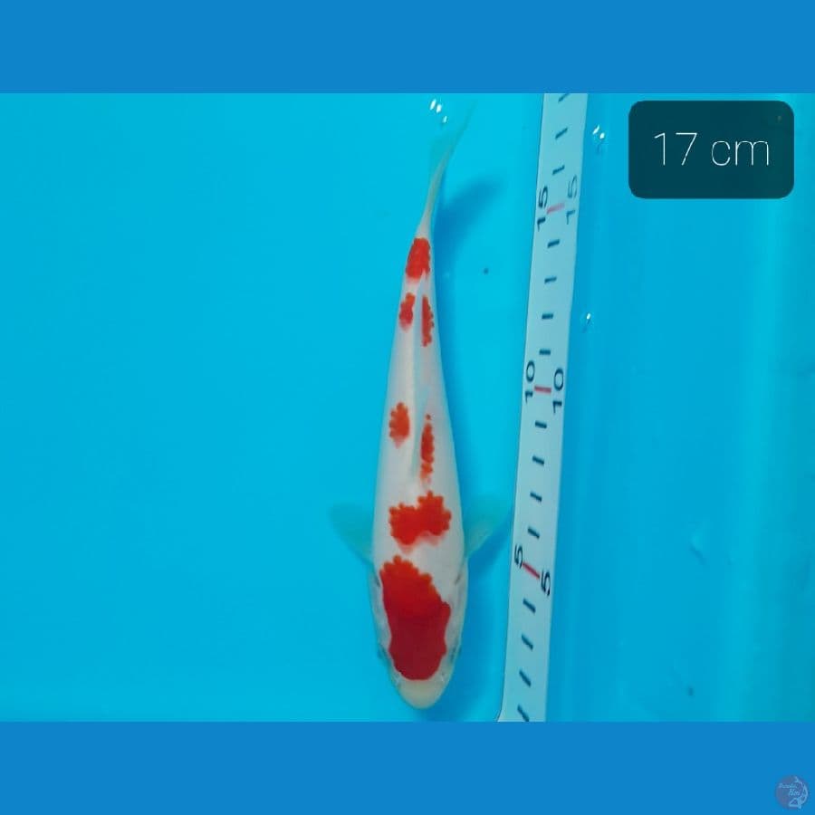 siap jalan2 17 cm