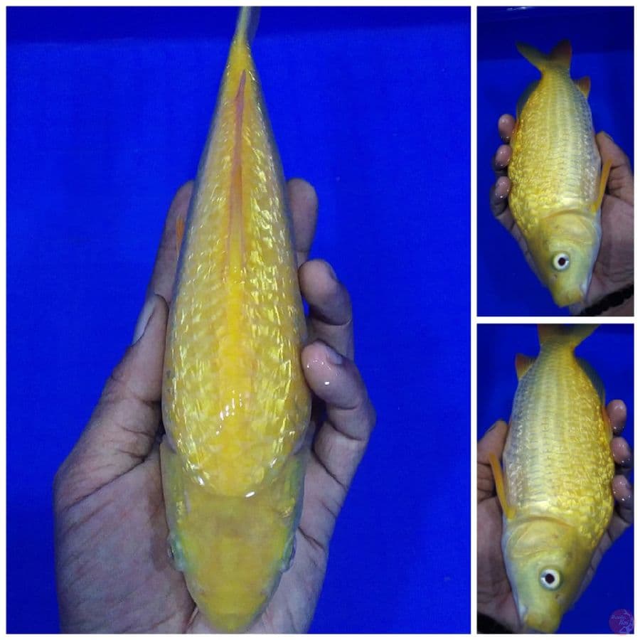 _sbt02_ karashi ginrin punuk 27cm