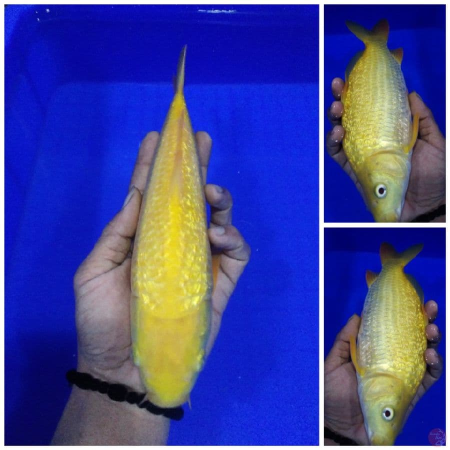 _sbt04_ karashi ginrin punuk 28cm