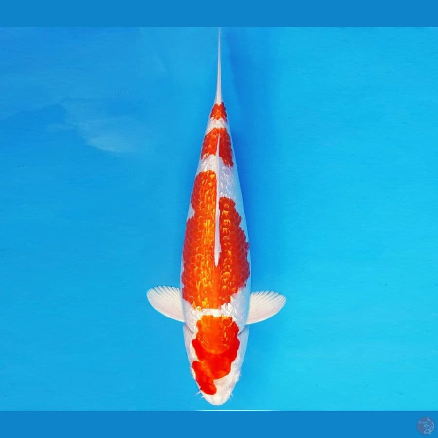 KOJO NO TSUKI 5 ~ KOHAKU HIKARI GIN RIN 33 cm/fm ™