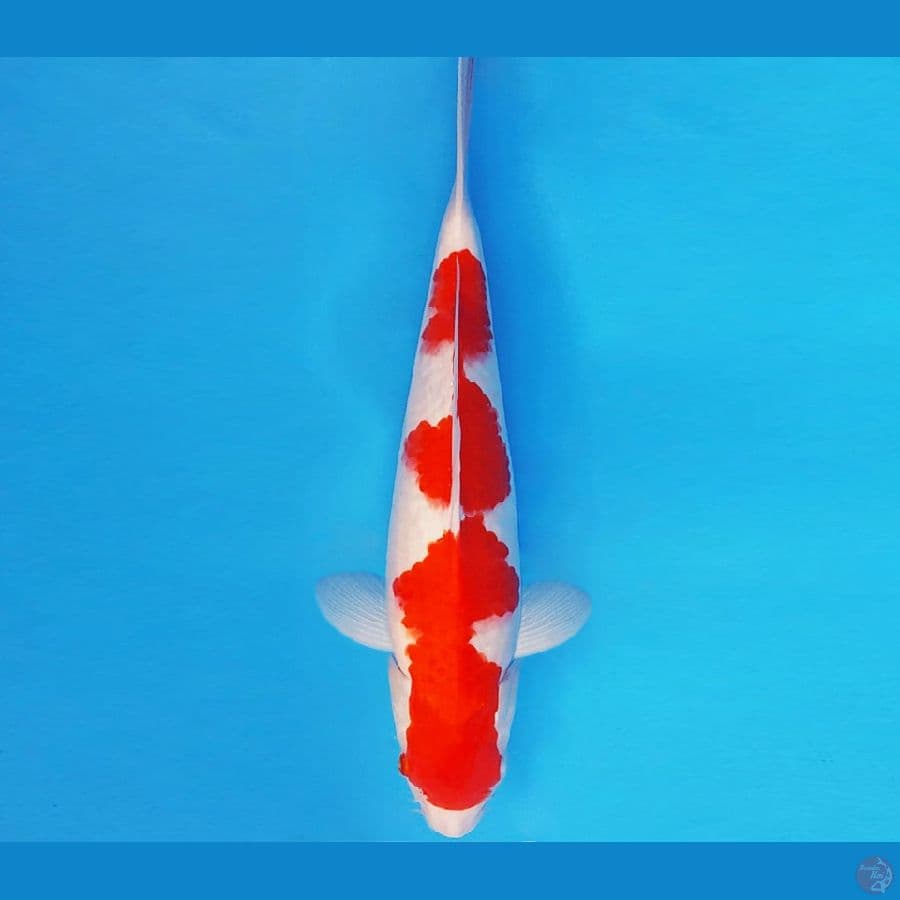 KOJO NO TSUKI 9 ~ KOHAKU 36 cm/male ™