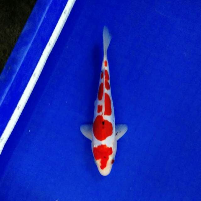 Step inacuma 24cm