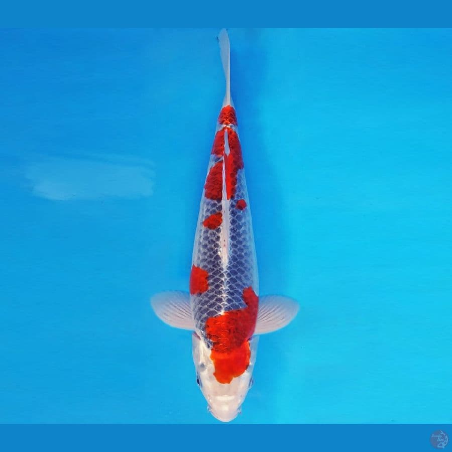 KOJO NO TSUKI 13  ~ GOSHIKI 37 cm/male ™