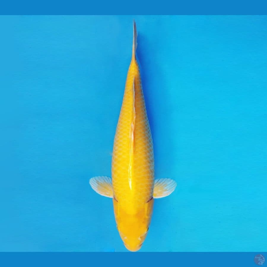 KOJO NO TSUKI 16 ~ LEMON KARASHI 45 cm/fm ™