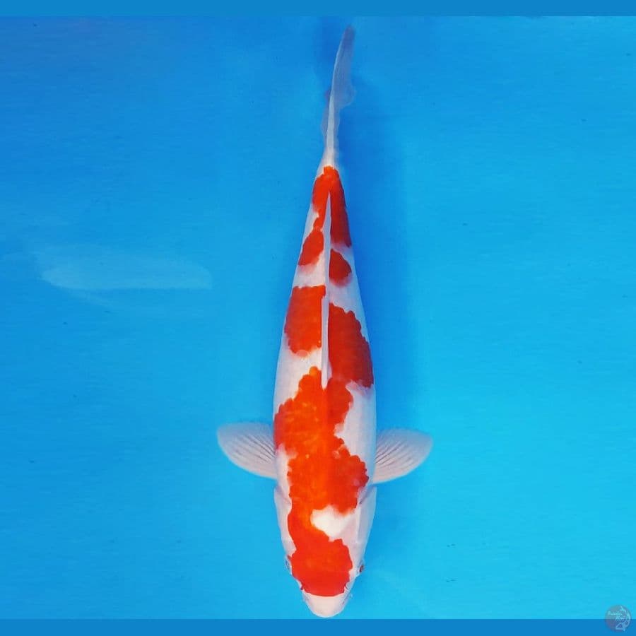 KOJO NO TSUKI 17 ~ KOHAKU 35 cm/male ™
