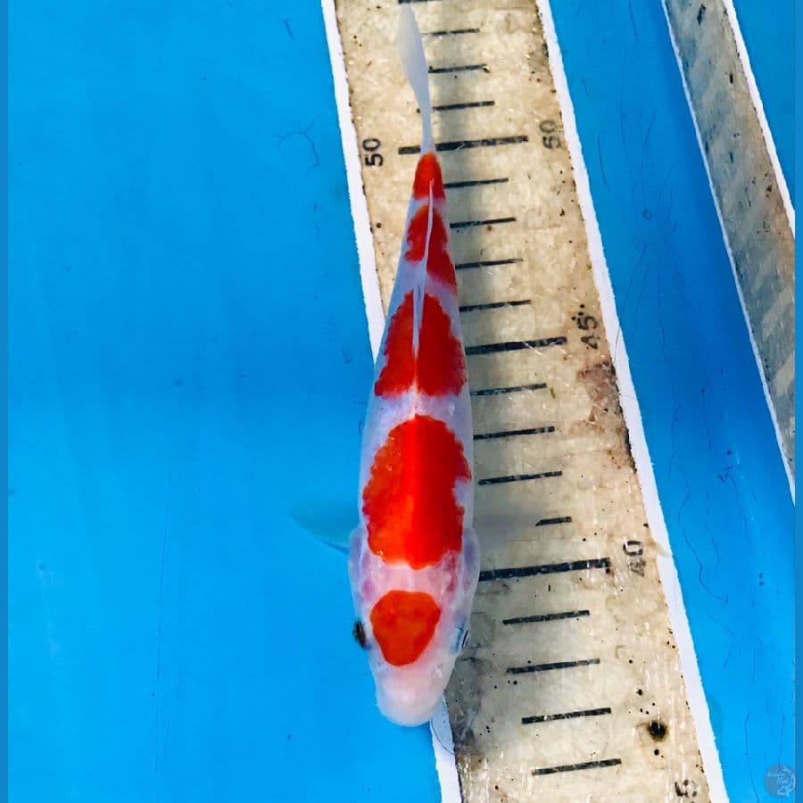 maruten kohaku, 15 cm