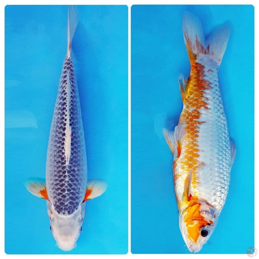 KOJO NO TSUKI ~ ASAGI 35 cm/male ™