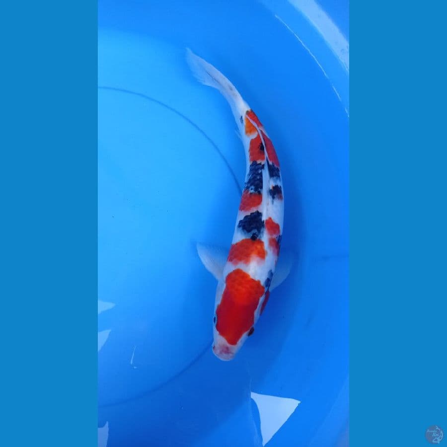 taisho sanshoku 34cm