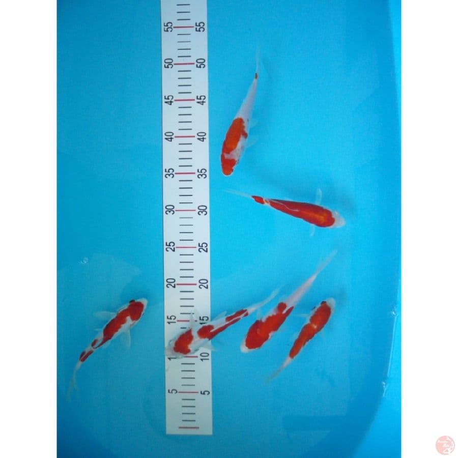 005-mini mini 14-17cm 6ekor 