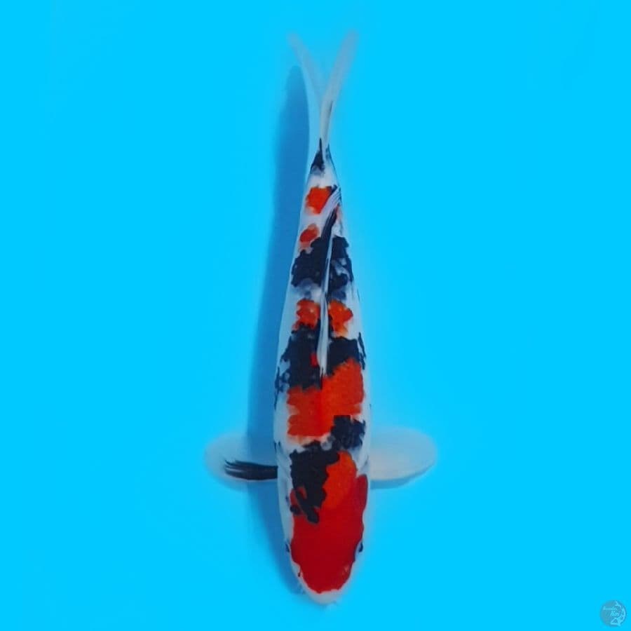 Sanke Subosumi 32cm