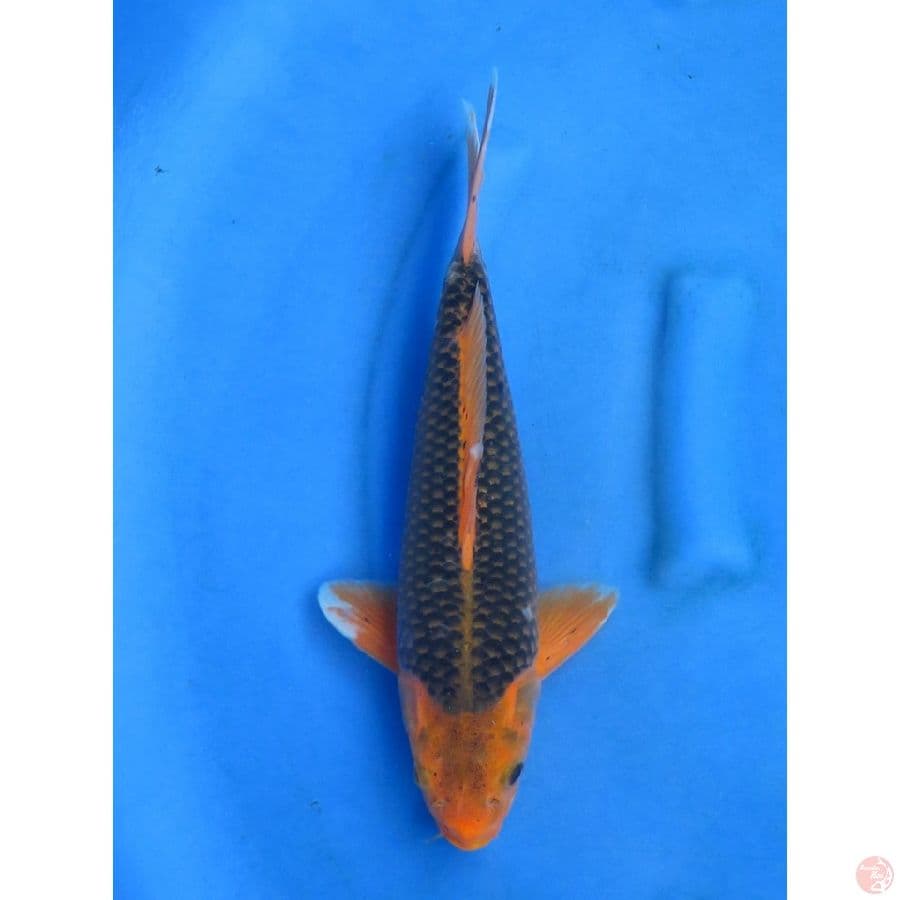 37cm , Male Matsuba