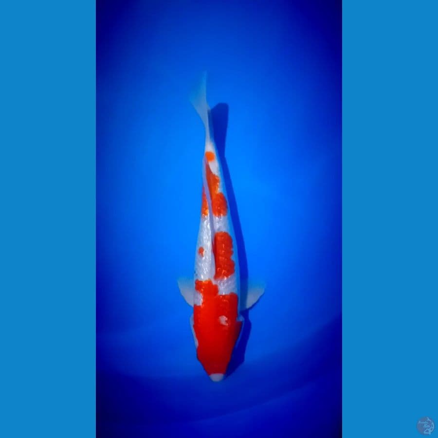 KOHAKU GINRIN 38 cm