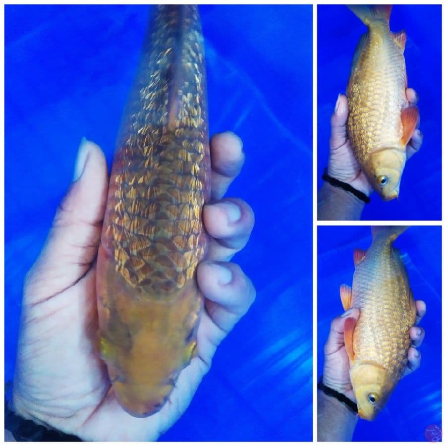 caramel ginrin punuk