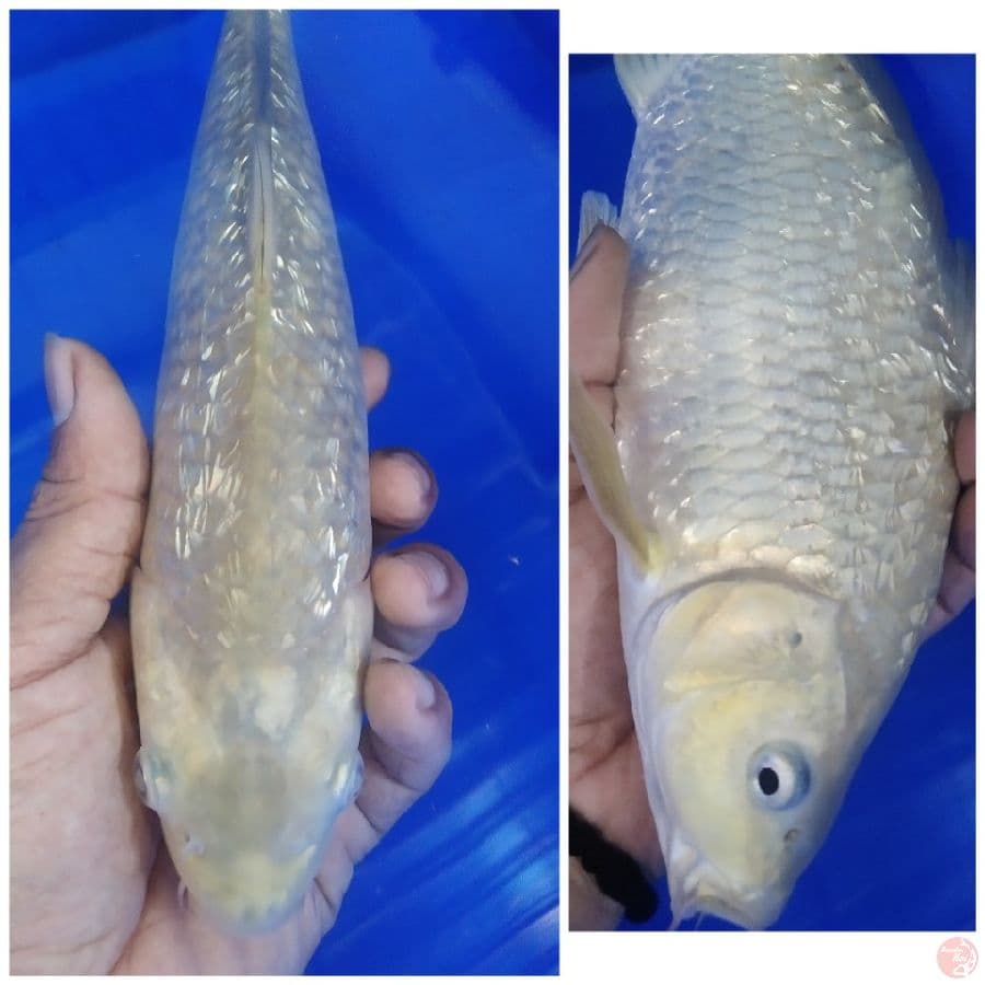 Soragoi ginrin punuk