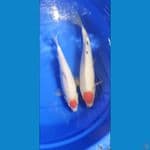 tancho 32cm & 39cm