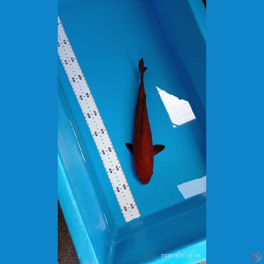 CHAGOI ~28 CM 