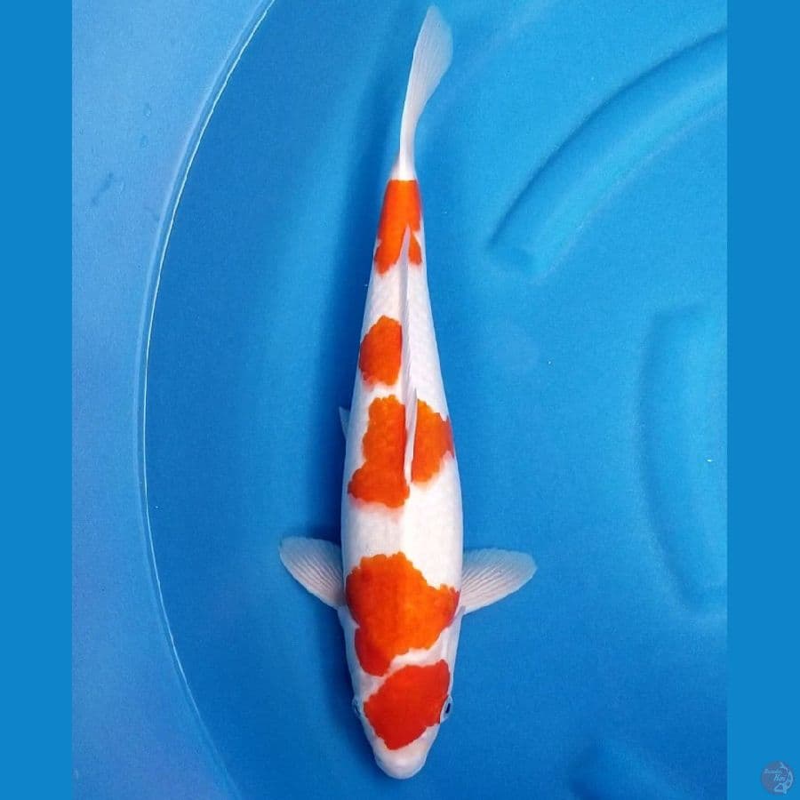 MARUTEN KOHAKU 40 CM MALE
