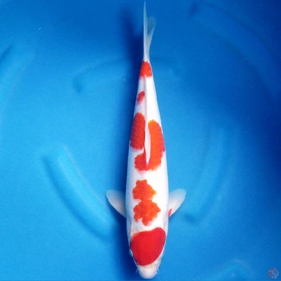 MARUTEN KOHAKU 40 CM MALE