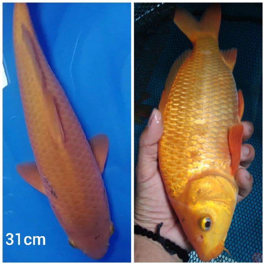 _SELSA01_ CARAMEL punuk 31cm/ml