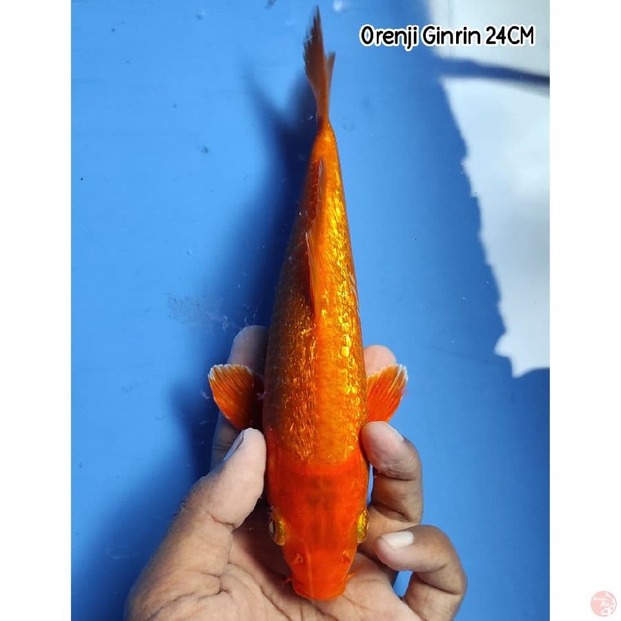 Orenji Full Ginrin 24CM