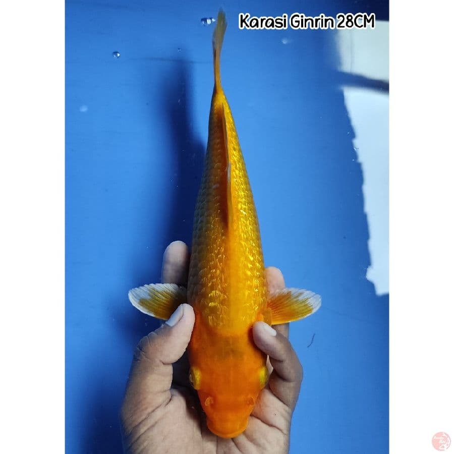 Karasi Full Ginrin 28CM
