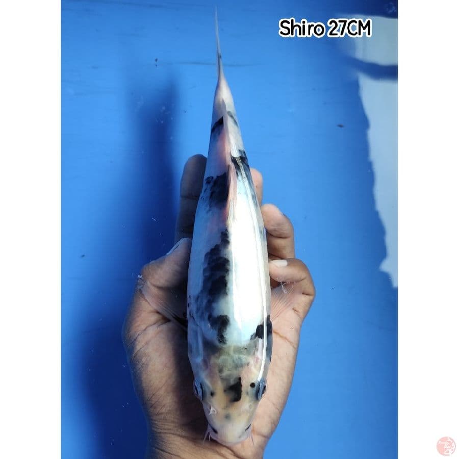 Shiro 27CM