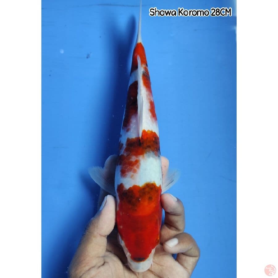 Showa Koromo 28CM