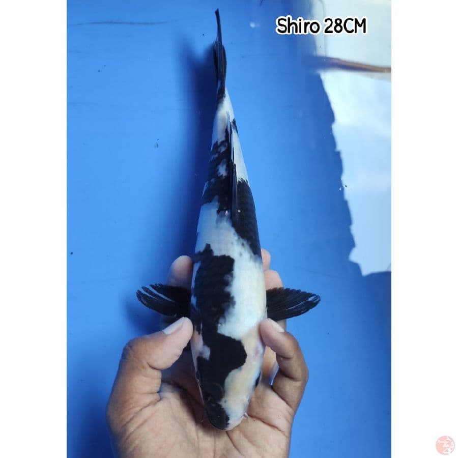 Showa 28CM
