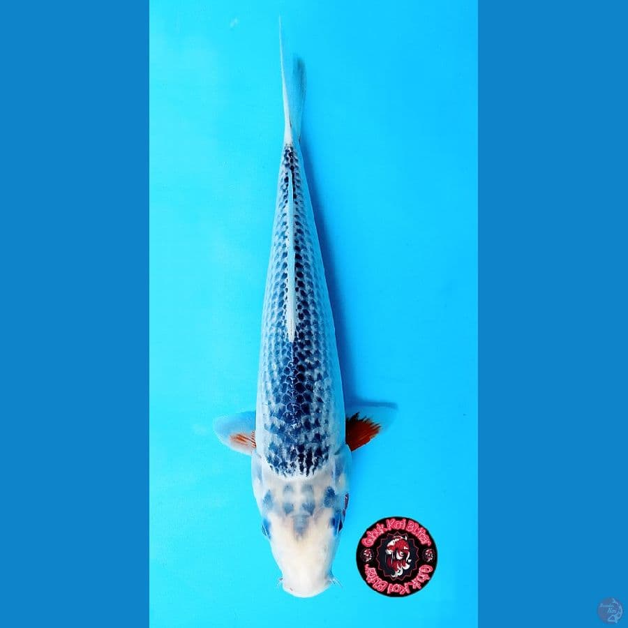 asagi good skin 36 cm