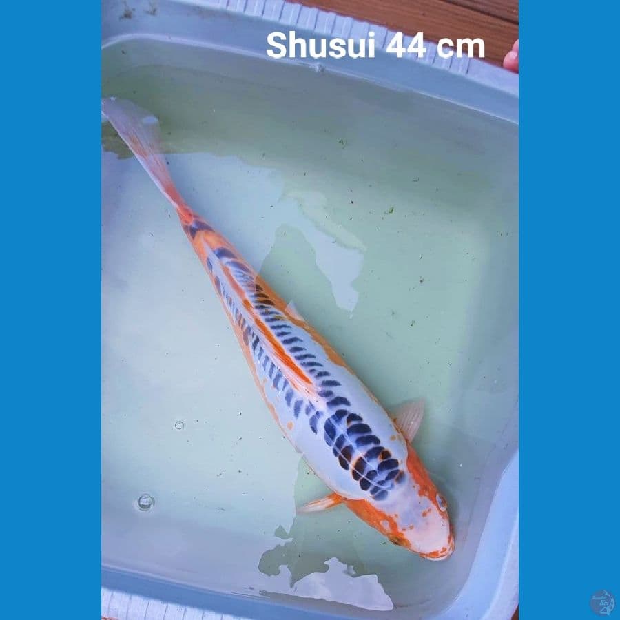 Shusui Bulky