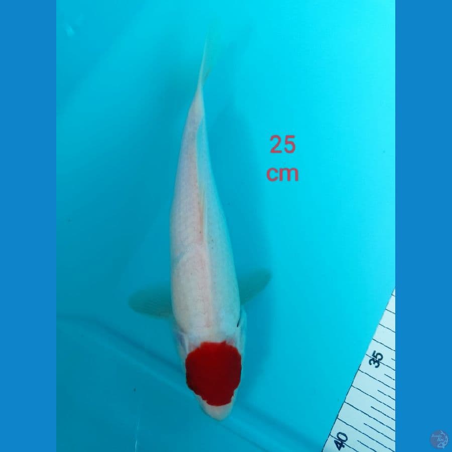 Tanco kohaku 25 cm