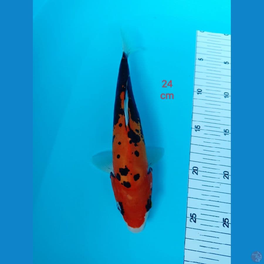 Benykumon 24 cm