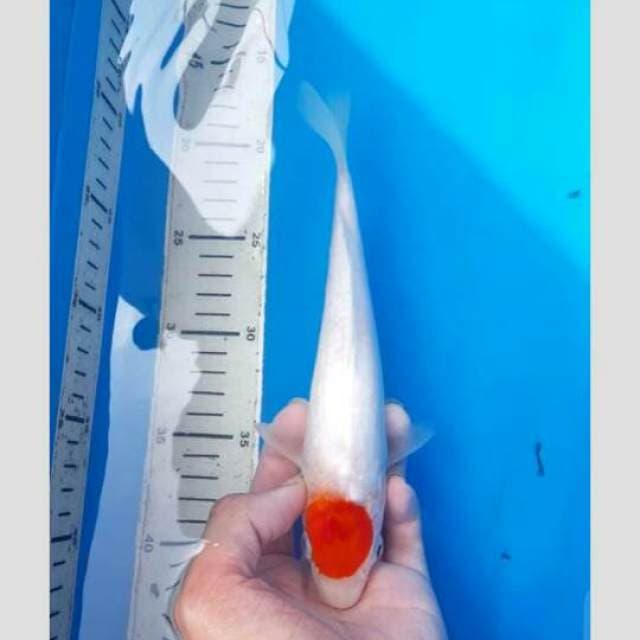 Tancho 25cm