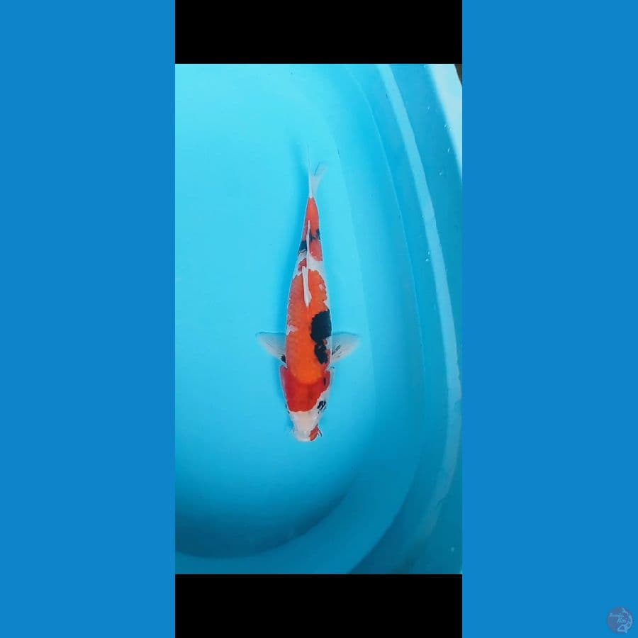 showa 36cm