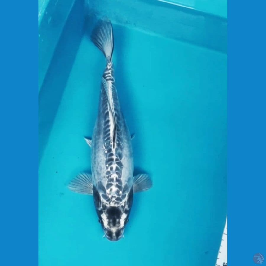 kawarimono 35cm fm