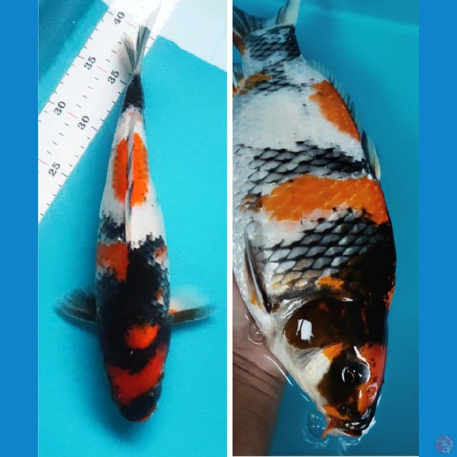 showa punuk 35cm fm