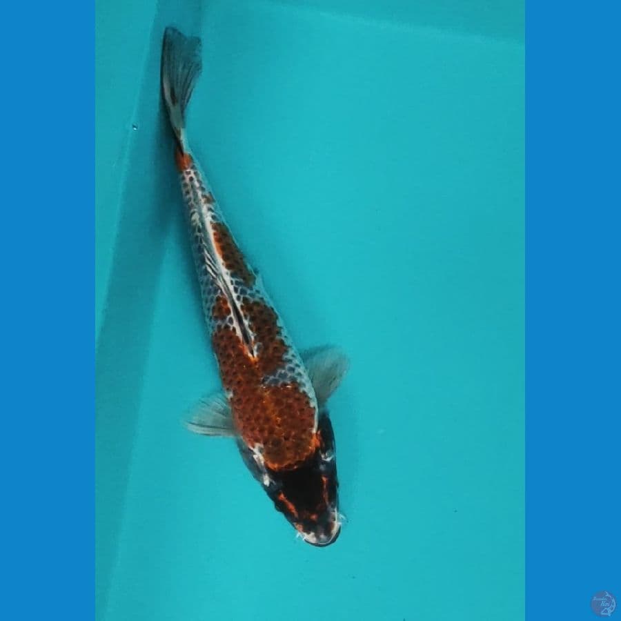 ochiba kogane 27cm