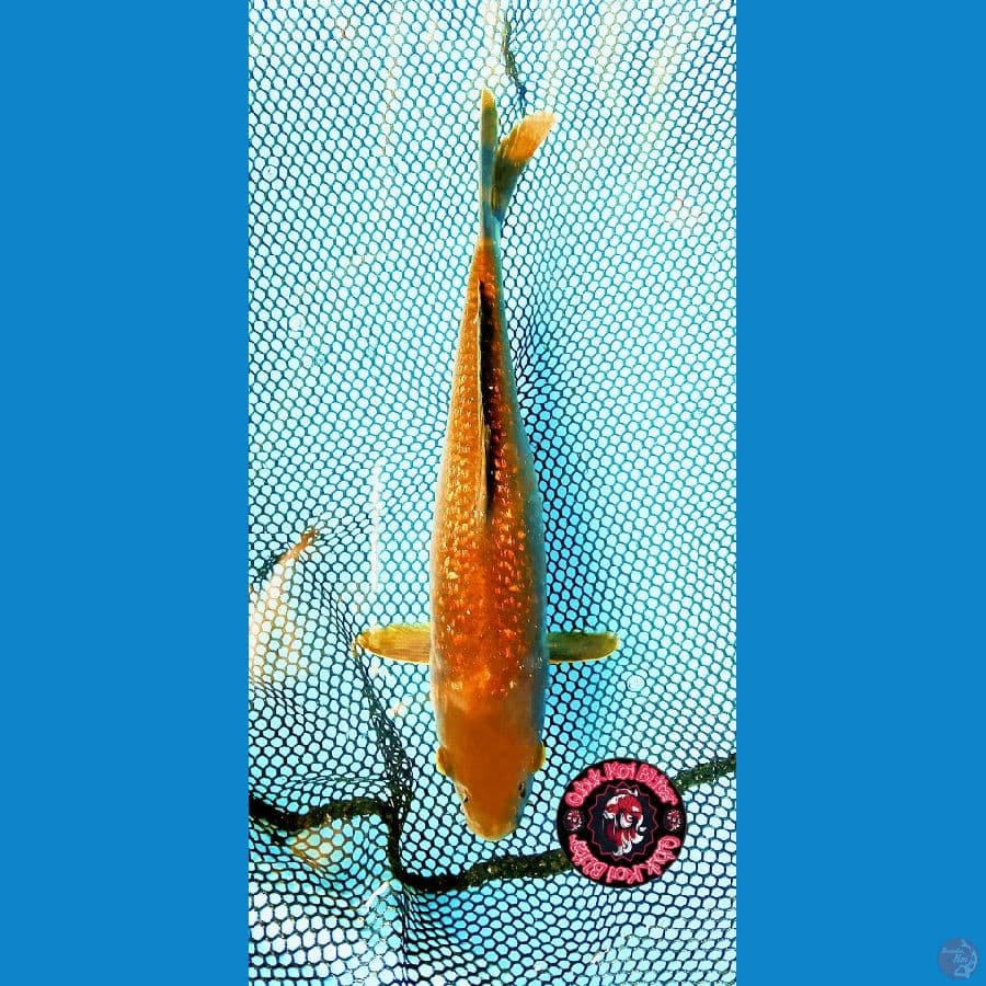 cagoi tembaga gindrin 31 cm