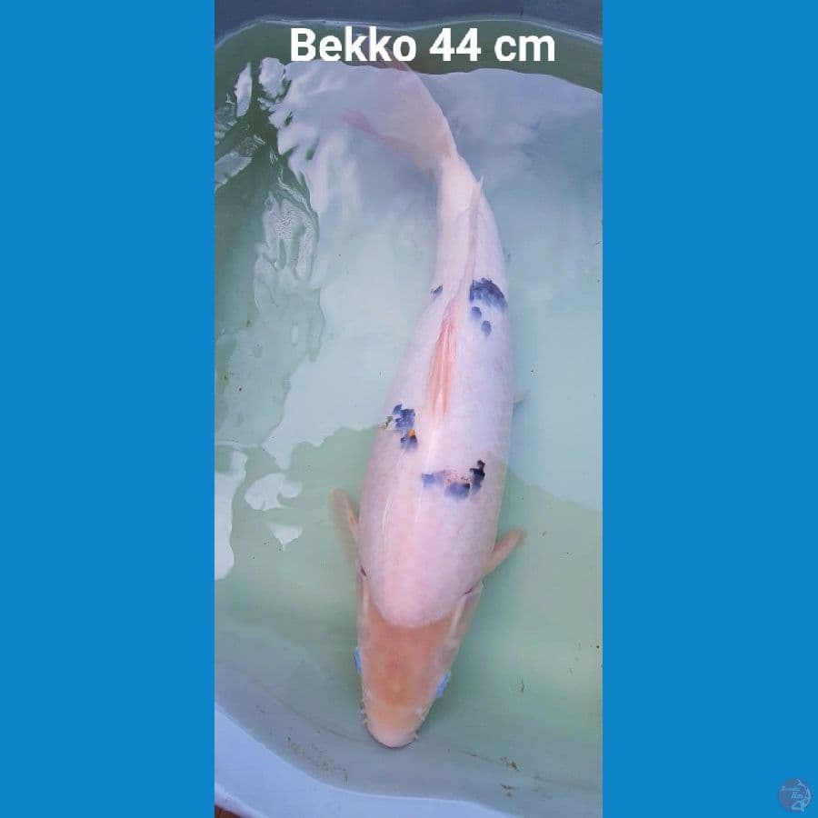 Bekko Punuk