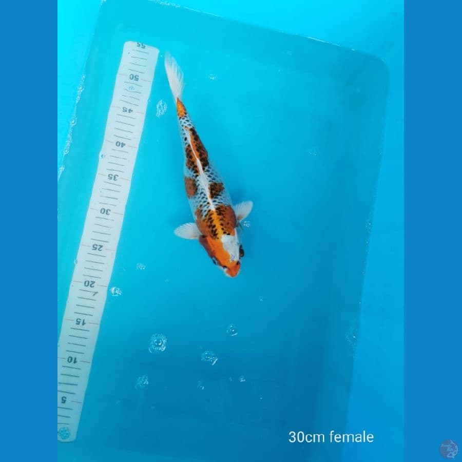 Kujaku 30 cm