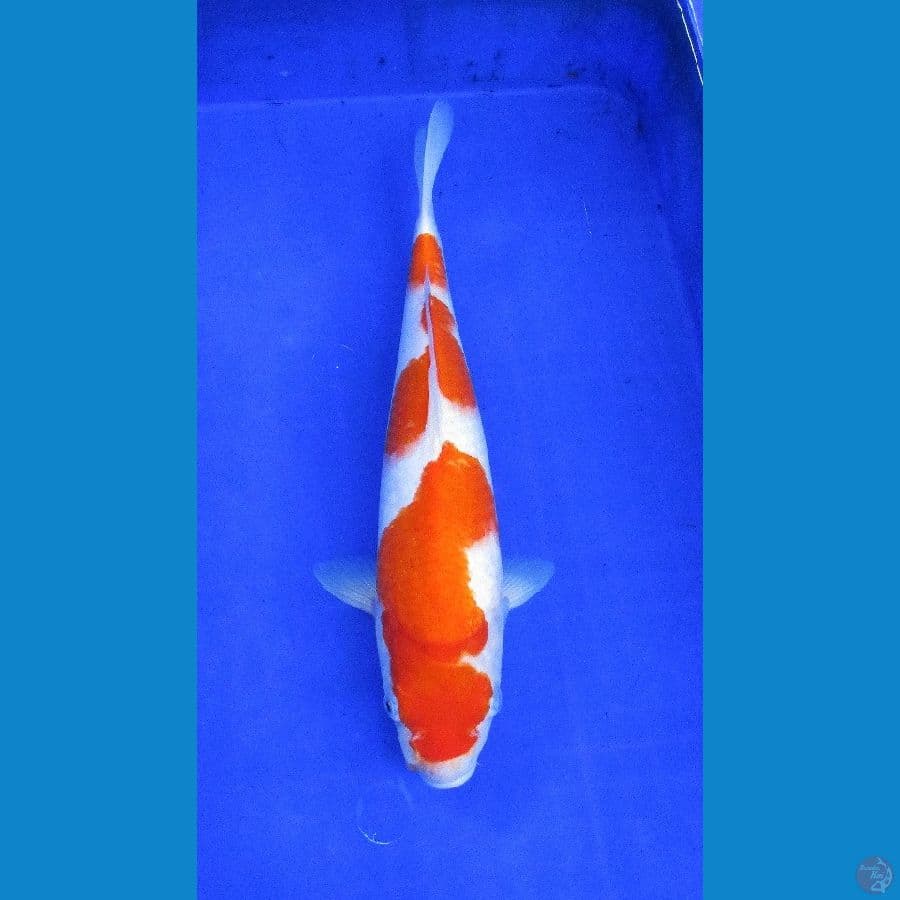 kohaku ±37cm