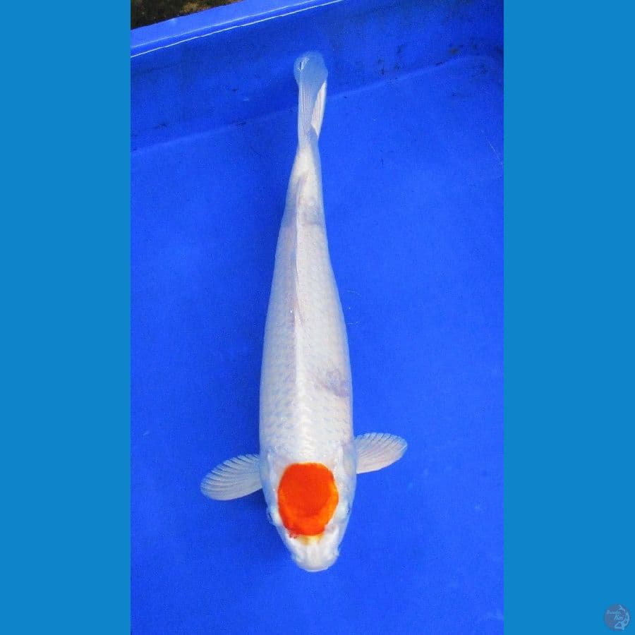 tancho kikushui ±36cm