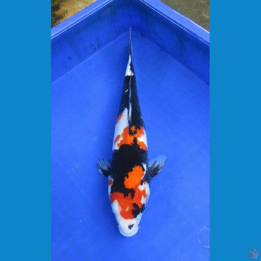 showa ±37cm