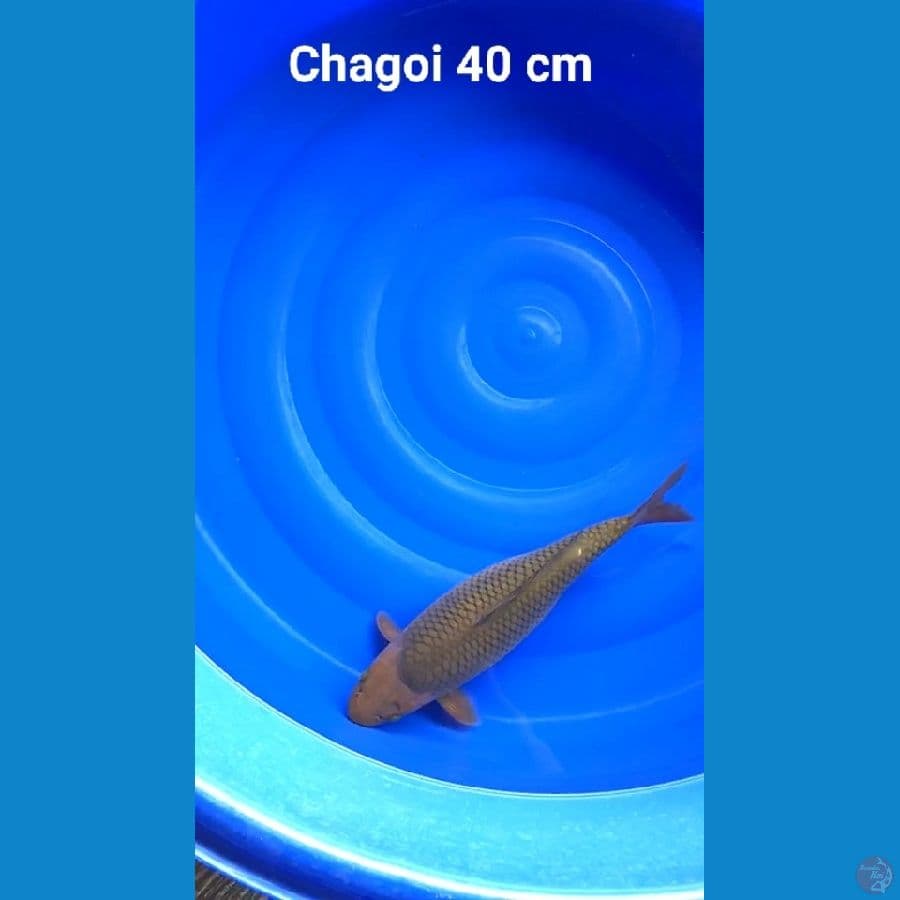 Chagoi Bulky