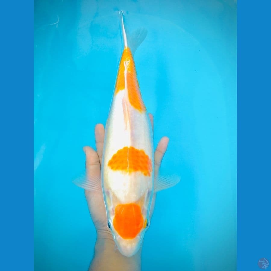 Maruten Koyo - 35cm
